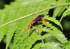 Leptodialepis bipartitus