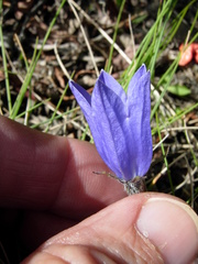 Campanula lasiocarpa