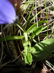 Campanula lasiocarpa