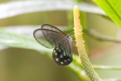 Pseudohaetera mimica