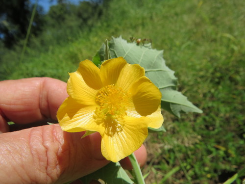 Abutilon grandiflorum image