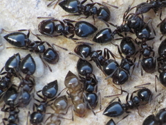 Crematogaster auberti