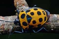 Poecilocoris childreni