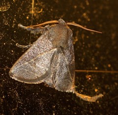 Anaxidia lozogramma