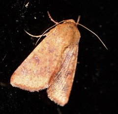 Australothis rubrescens