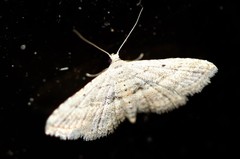 Araeopteron canescens