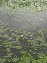 Hydrocleys nymphoides