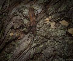 Diotimana undulata