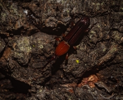 Euschizus internatus