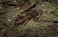 Diotimana undulata
