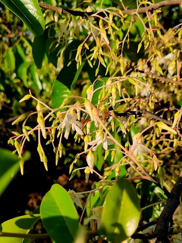 Image of Anthoshorea roxburghii by (c) Chayant Gonsalves, some rights reserved (CC BY)