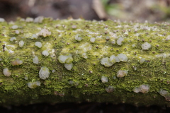 Tremella globispora