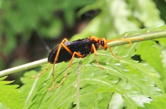Leptodialepis bipartitus