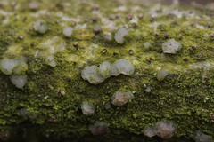 Tremella globispora