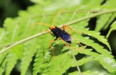 Leptodialepis bipartitus