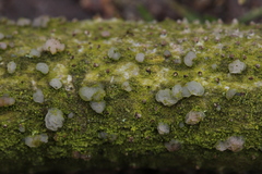 Tremella globispora