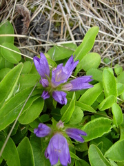 Campanula lasiocarpa