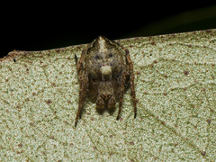 Araneus acuminatus