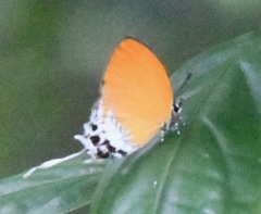 Eooxylides tharis distanti