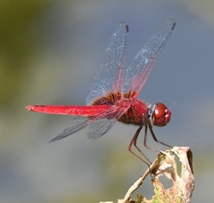 Urothemis signata insignata