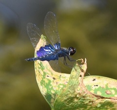 Rhyothemis triangularis