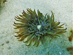 Heteractis