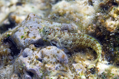 Bullethead Rockskipper photo 2
