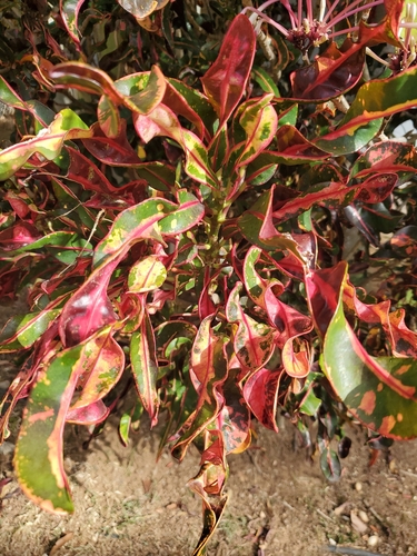 Codiaeum variegatum
