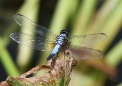 Aethriamanta gracilis