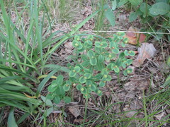 Euphorbia jenisseiensis