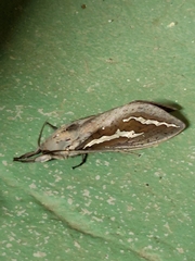 Abantiades hydrographus