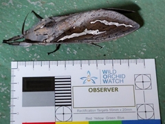 Abantiades hydrographus