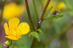 Prochoreutis myllerana