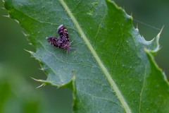 Prochoreutis myllerana