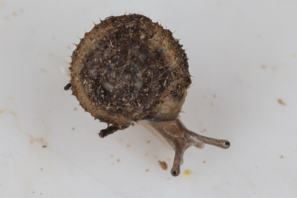 Magilaoma