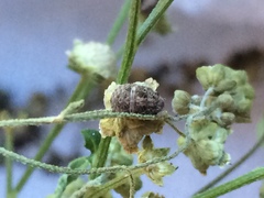 Pachycorinae