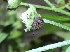 Pachycorinae