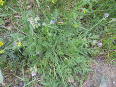 Erodium stephanianum