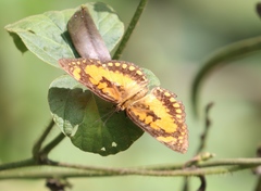 Byblia anvatara