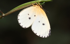 Pentila abraxas