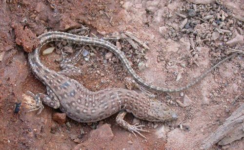 Desert Lacerta