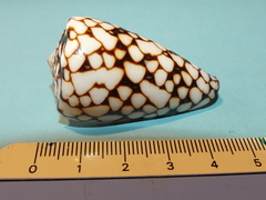 Conus bandanus