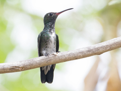 Chionomesa fimbriata