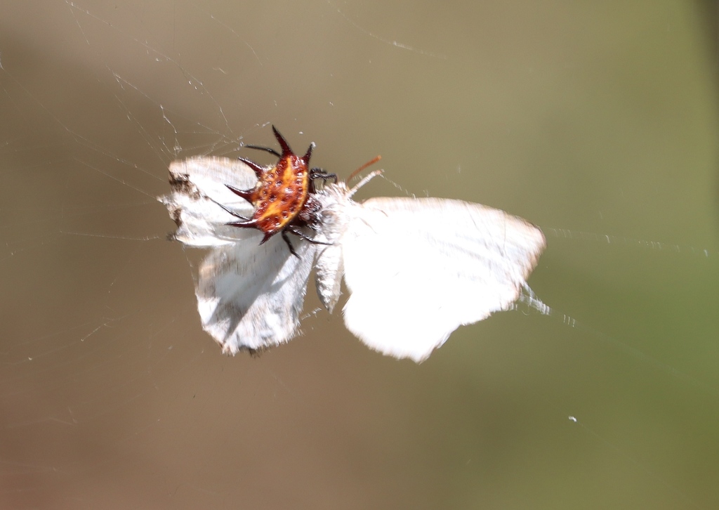 Euliphyra