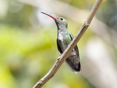 Chionomesa fimbriata