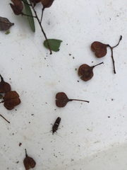 Leistomorpha brontoscopa