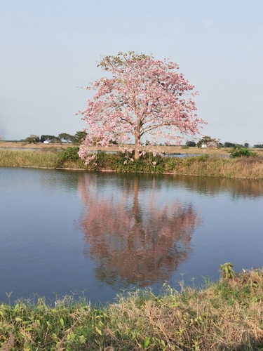 Tabebuia rosea - Whole tree