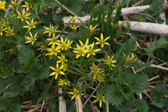 Gagea granulosa
