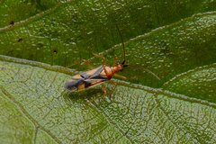 Eupachypeltis immanis