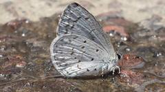 Celastrina echo gozora